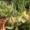 Variegated Jade Plant 4in Pot - Unique Succulent for Your Home