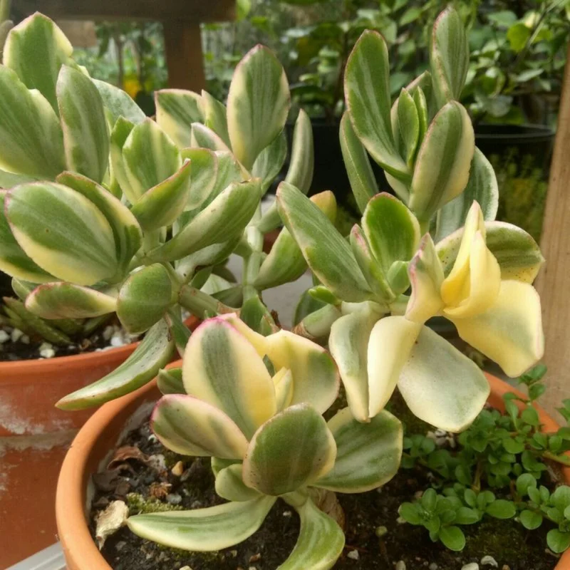 Variegated Jade Plant 4in Pot - Unique Succulent for Your Home