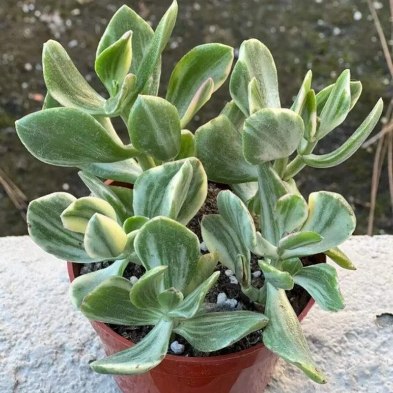 Variegated Jade Plant 4in Pot - Unique Succulent for Your Home