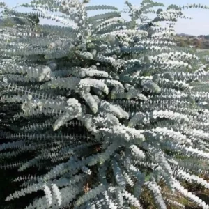 Baby Blue Eucalyptus Plant - 2.5in Pot - Aromatic Foliage