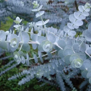Baby Blue Eucalyptus Plant - 2.5in Pot - Aromatic Foliage