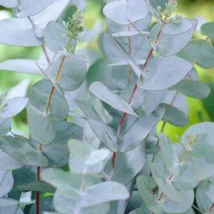 Baby Blue Eucalyptus Plant - 2.5 Inch Pot - Aromatic Foliage