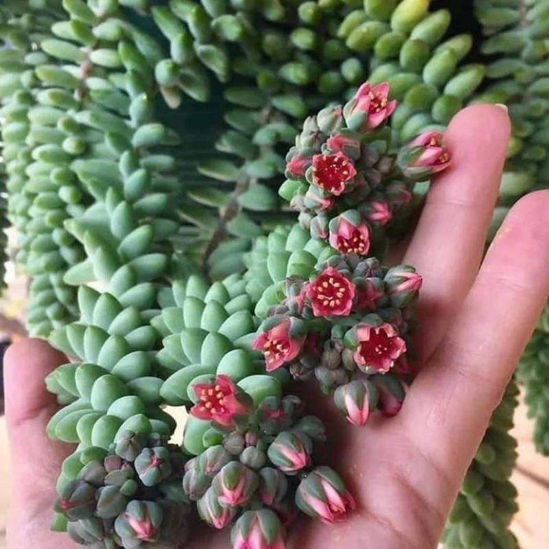 Sedum Burrito Donkey Tail Succulent - 2in Pot - Easy Care Plant