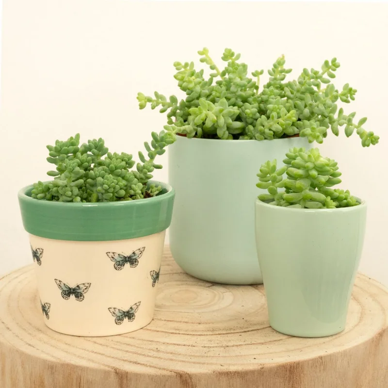 Sedum Burrito Donkey Tail Succulent - 2in Pot - Easy Care Plant