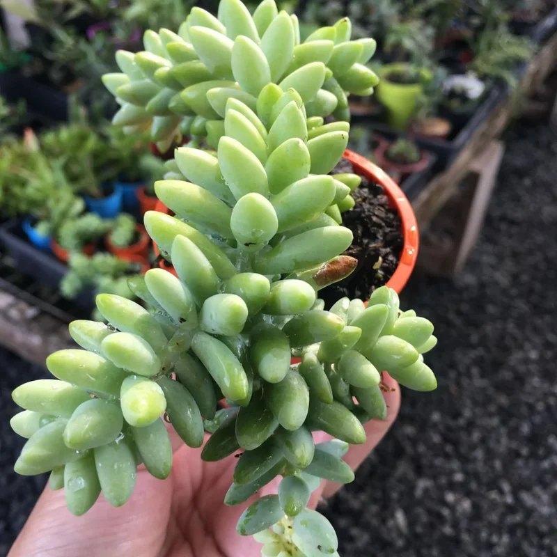 Sedum Burrito Donkey Tail Succulent - 2in Pot - Easy Care Plant