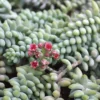 Sedum Burrito Donkey Tail Succulent - 4in Potted Plant - Easy Care