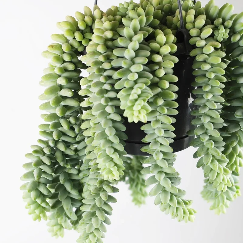 Sedum Burrito Donkey Tail Succulent - 4in Potted Plant - Easy Care