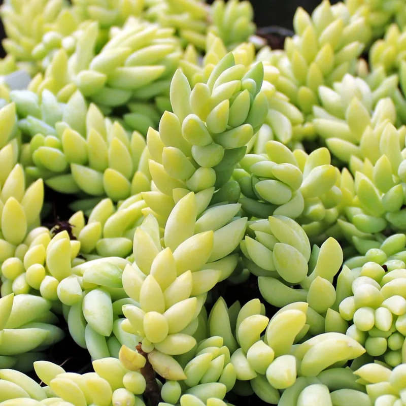 Sedum Burrito Donkey Tail Succulent - 4in Potted Plant - Easy Care