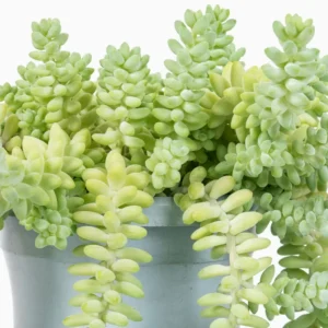Sedum Burrito Donkey Tail Succulent - 4in Potted Plant - Easy Care