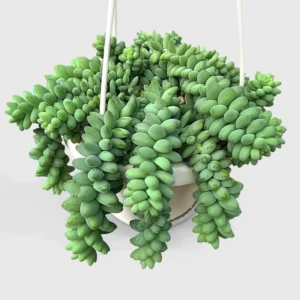Sedum Burrito Donkey Tail Succulent - 6in Pot - Trailing Succulent