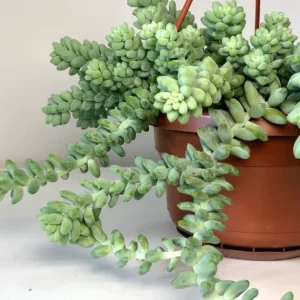 Sedum Burrito Donkey Tail Succulent - 6in Pot - Trailing Succulent