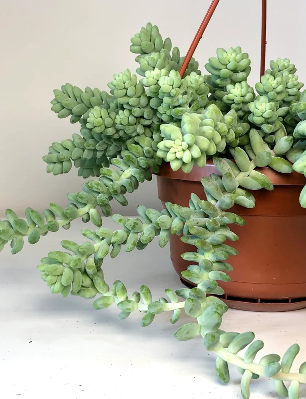 Sedum Burrito Donkey Tail Succulent - 6in Pot - Trailing Succulent