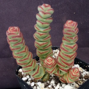 Crassula Rupestris Baby Necklace Succulent - 2 inch Pot - Rare Plant