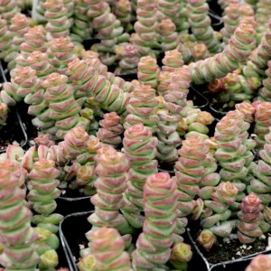 Crassula Rupestris Baby Necklace Succulent - 2 inch Pot - Rare Plant