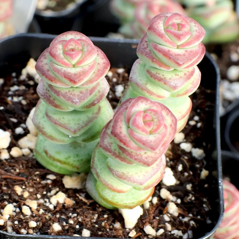 Crassula Rupestris Baby Necklace Succulent - 2 inch Pot - Rare Plant