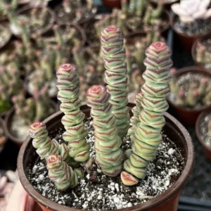 Crassula Rupestris Baby Necklace Succulent - 2 inch Pot - Rare Plant