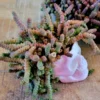 Crassula Rupestris Baby Necklace Succulent - 4 inch Pot - Rare Indoor Plant