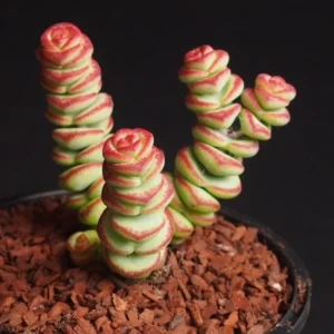 Crassula Rupestris Baby Necklace Succulent - 4 inch Pot - Rare Indoor Plant