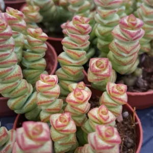 Crassula Rupestris Baby Necklace Succulent - 4 inch Pot - Rare Indoor Plant