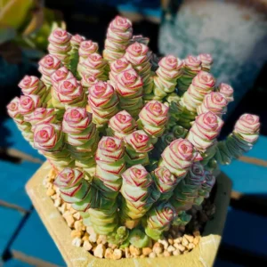 Crassula Rupestris Baby Necklace Succulent - 4 inch Pot - Rare Indoor Plant