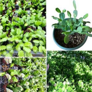 Christmas Cactus Plants Live - 2 Pack - 4-8 Inch Holiday Blooming Indoor Outdoor