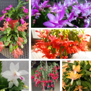Christmas Cactus Plants Live - 2 Pack - 4-8 Inch Holiday Blooming Indoor Outdoor