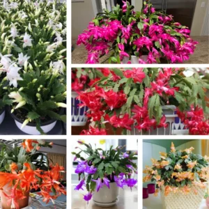 Christmas Cactus Plants Live - 2 Pack - 4-8 Inch Holiday Blooming Indoor Outdoor
