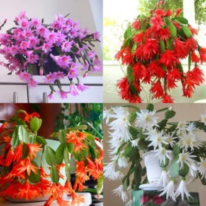 Easter Cactus Plant Live - Holiday Blooming Indoor Succulent 5-8