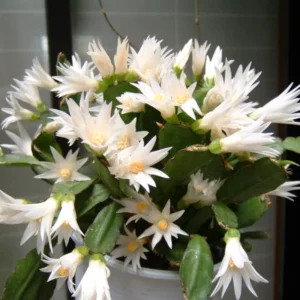 Easter Cactus Plant Live - Holiday Blooming Indoor Succulent 5-8