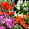Easter Cactus Plant Live - Holiday Blooming Indoor Succulent 5-8" - Easy Care