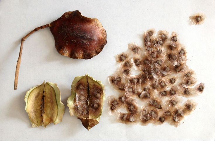 How to Grow Jacaranda Trees from seeds