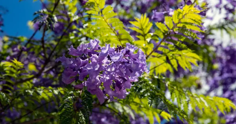 Growing jacaranda trees
