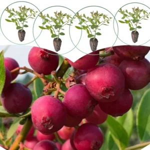 Southern Highbush Blueberry Live Plants - 2 Pack - Outdoor Growing Seedlings