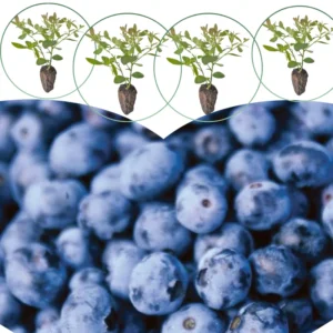 Southern Highbush Blueberry Live Plants - 2 Pack - Outdoor Growing Seedlings