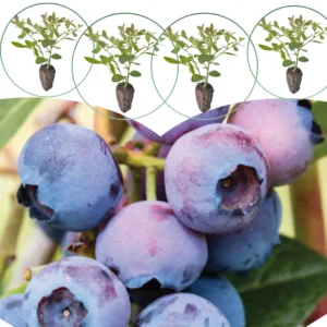 Southern Highbush Blueberry Live Plants - 2 Pack - Outdoor Growing Seedlings