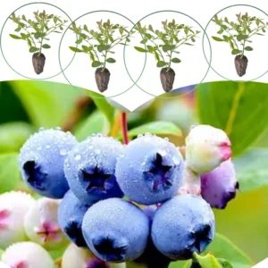 Southern Highbush Blueberry Live Plants - 2 Pack - Outdoor Growing Seedlings
