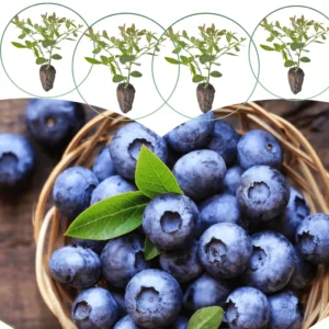 Southern Highbush Blueberry Live Plants - 2 Pack - Outdoor Growing Seedlings