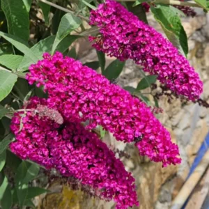 Buddleia Butterfly Bush Live Plant - Vibrant Blooms, Hardy Outdoor Starter Plant