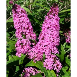 Buddleia Butterfly Bush Live Plant - Vibrant Blooms, Hardy Outdoor Starter Plant