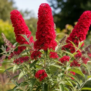 Buddleia Butterfly Bush Live Plant - Vibrant Blooms, Hardy Outdoor Starter Plant