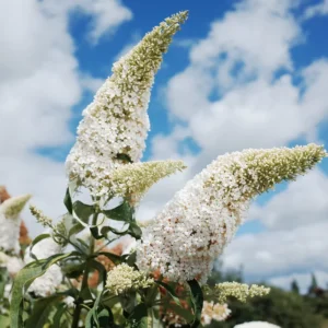 Buddleia Butterfly Bush Live Plant - Vibrant Blooms, Hardy Outdoor Starter Plant