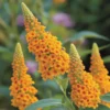 3 Buddleia Butterfly Bush Live Plant Ready to Plant Outdoor, Vibrant Blooms, Starter 5 to 9 Inches Tall, Cold Hardy and Fragrant, Zones 5-9