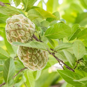 Sugar Apple Live Plant - 5-8 Inch Tropical Fruit Tree - Outdoor Planting