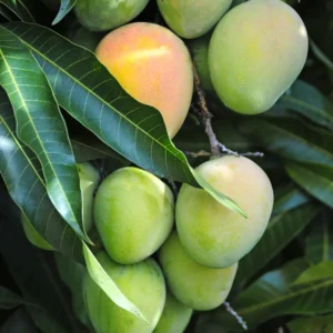 Mango Tree Live Plant - 6-8 Inch Tall, Well Rooted, Outdoor Planting