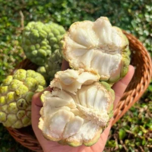 Sugar Apple Live Plant - 5-8 Inch Tropical Fruit Tree - Outdoor Planting