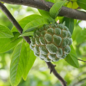 Sugar Apple Live Plant - 5-8 Inch Tropical Fruit Tree - Outdoor Planting