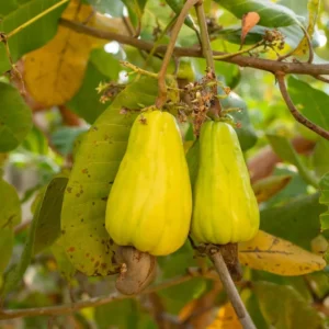 Yellow Cashew Live Plant - 5-8 Inch Starter Plant for Gardening