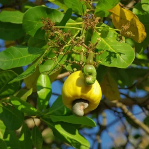 Yellow Cashew Live Plant - 5-8 Inch Starter Plant for Gardening