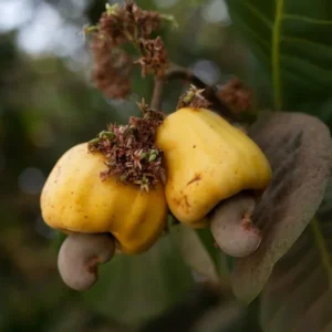 Yellow Cashew Live Plant - 5-8 Inch Starter Plant for Gardening