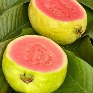 Pink Guava Live Plant - 8-10 Inch Tropical Fruit Tree